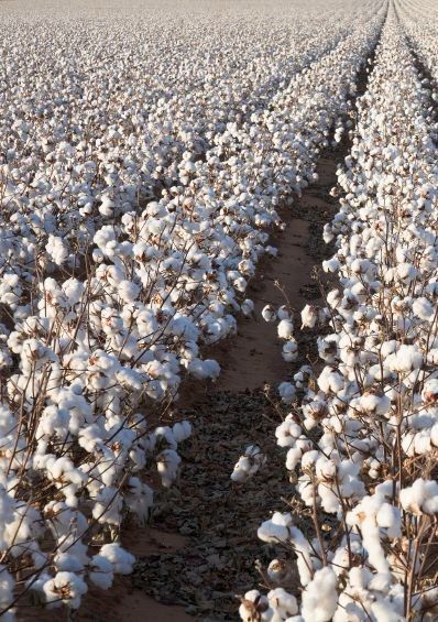 Old Faithful #1 - Cotton